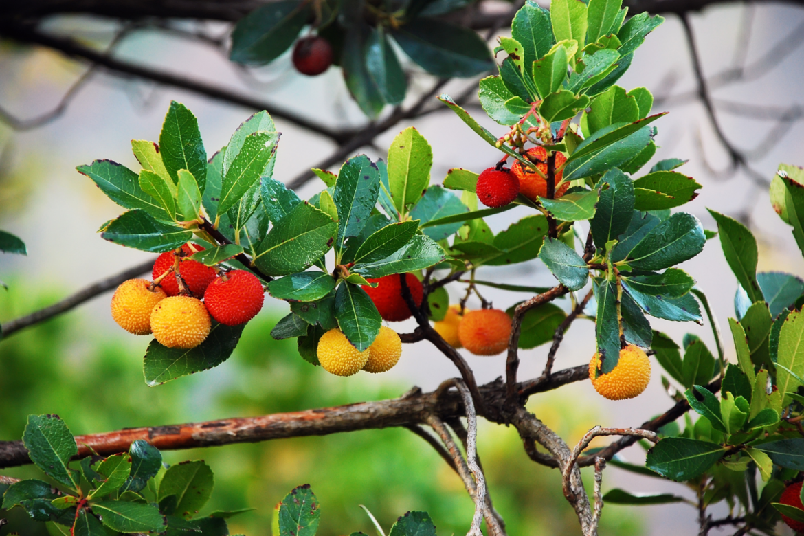 Corbezzolo, Blog (1500 x 1000)