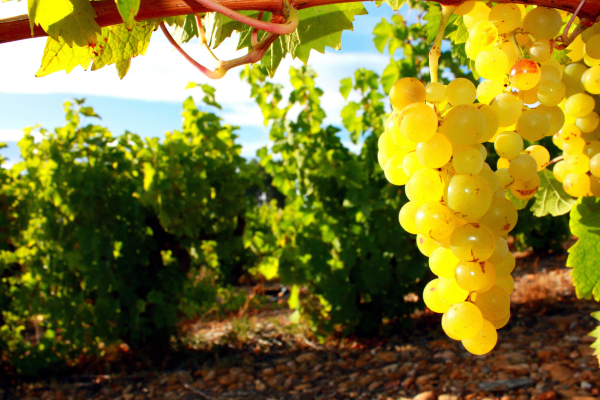 Moscato di Sardegna blog (1500 x 1000)