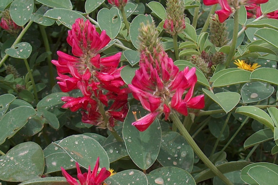 miele di sulla Miele di sulla