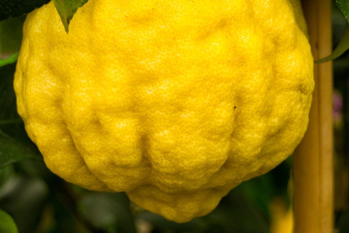 pompia pompia