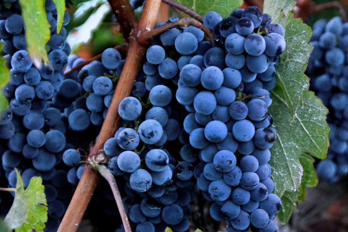 Cannonau di Sardegna